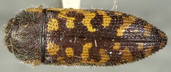 Media type: image;   Entomology 24409 Aspect: habitus dorsal view